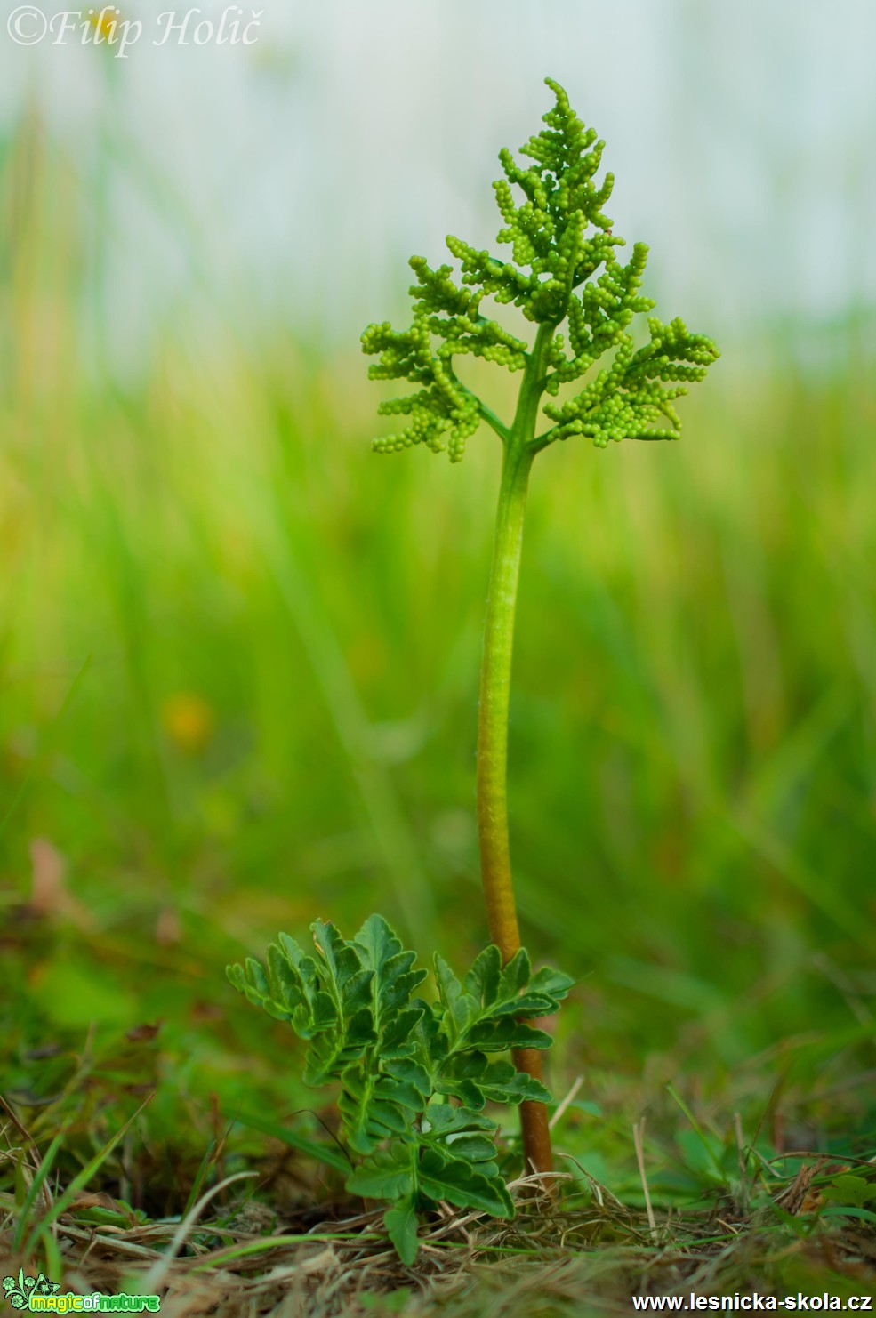 Vratička mnohoklaná-  Botrychium multifidum - Foto Filip Holič