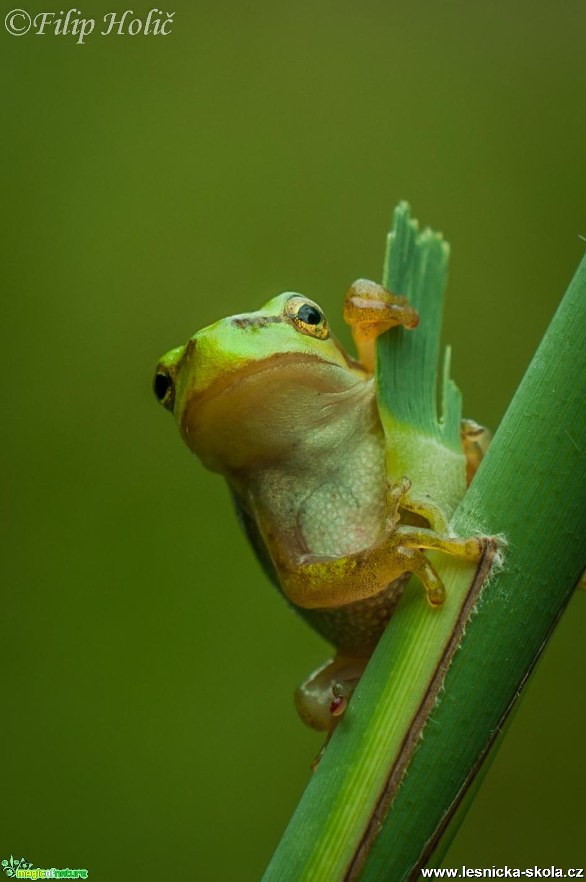 Rosnička zelená - Hyla arborea - Foto Filip Holič