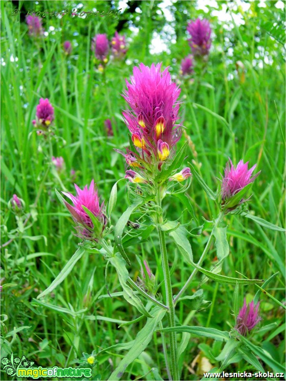 Černýš rolní - Melampyrum arvense - Foto Robert Kopecký