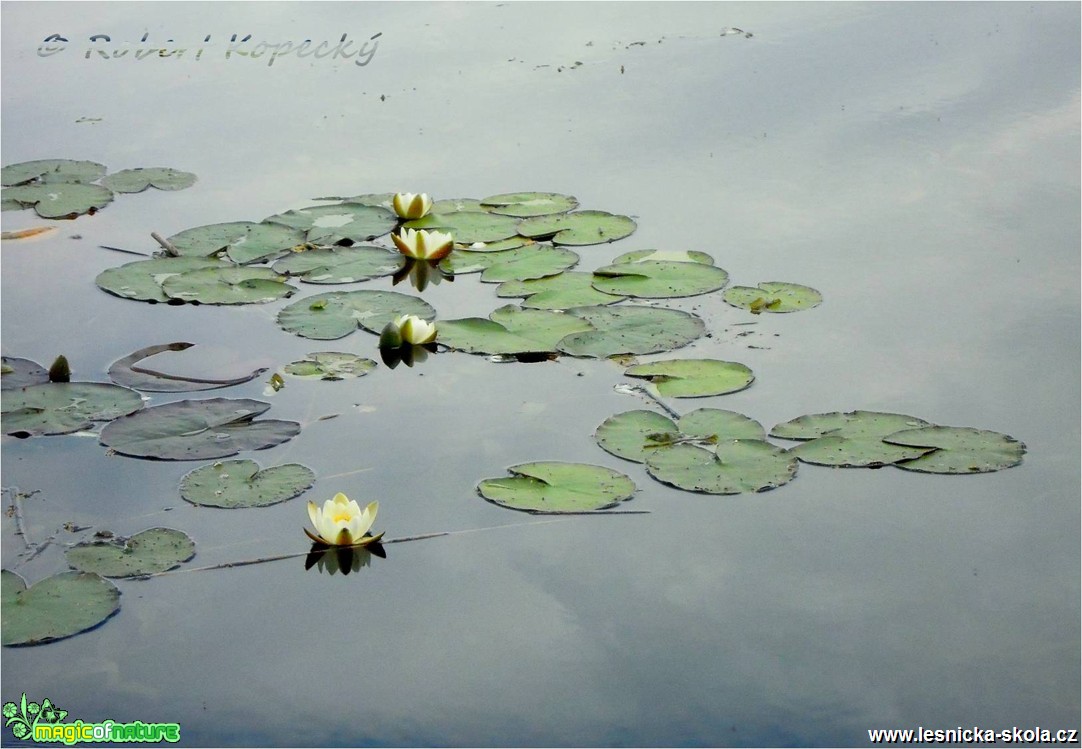 Leknín bílý - Nymphaea alba - Foto Robert Kopecký