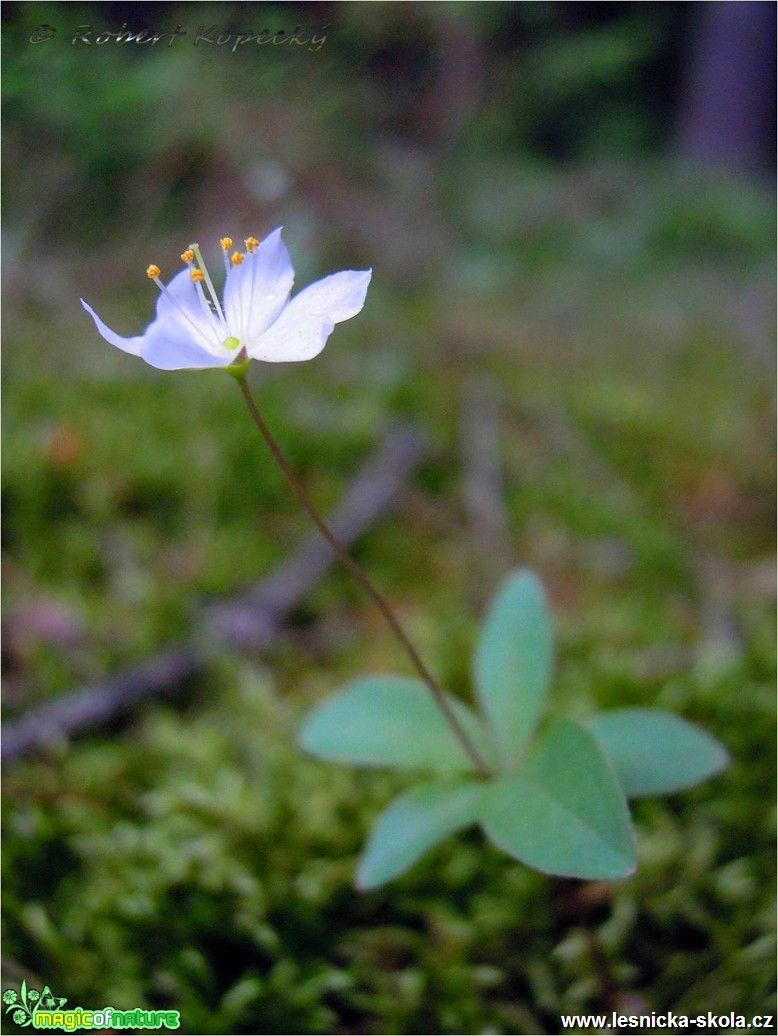 Sedmikvítek evropský - Trientalis europaea - Foto Robert Kopecký