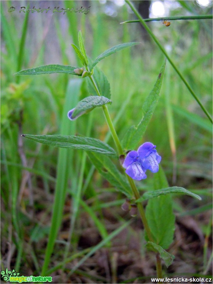 Šišák vroubkovaný - Scutellaria galericulata - Foto Robert Kopecký