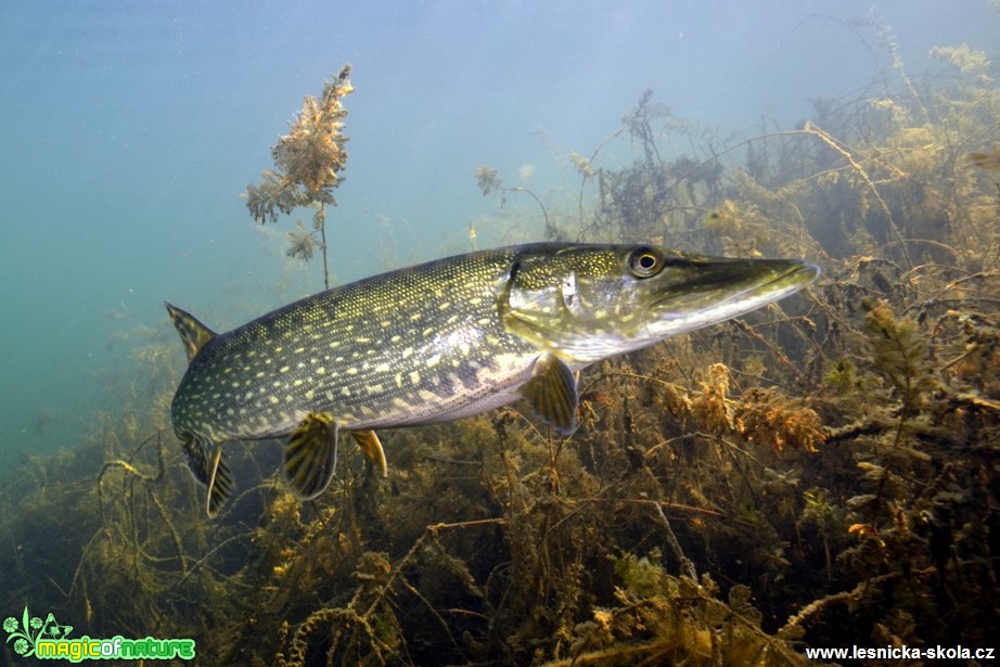 Štika obecná - Esox lucius - Oprám Koldům u Litvínova - Foto Petr Vítek