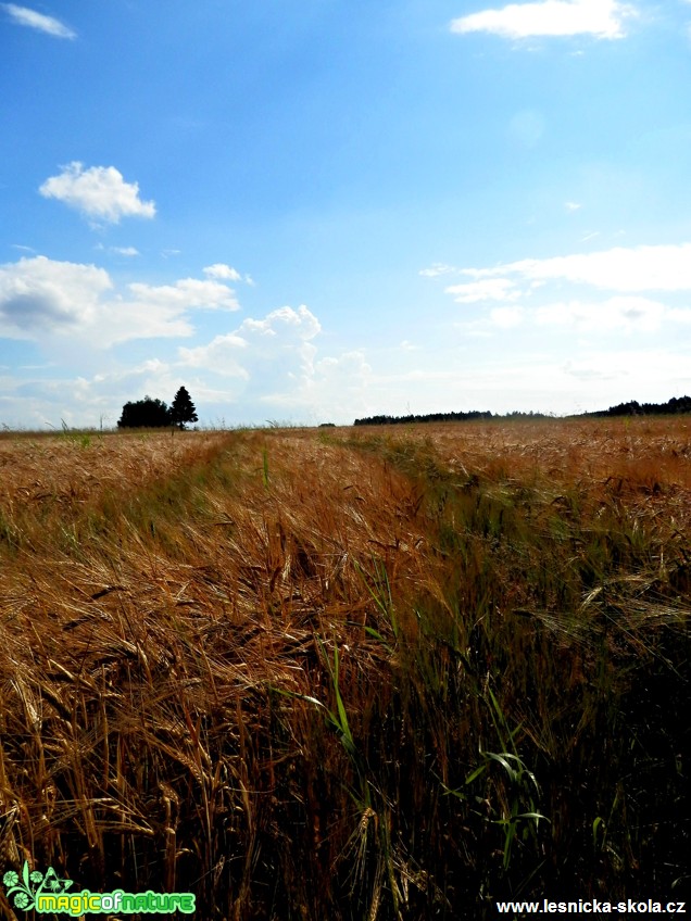 V obilí - Foto Lída Burešová (2)