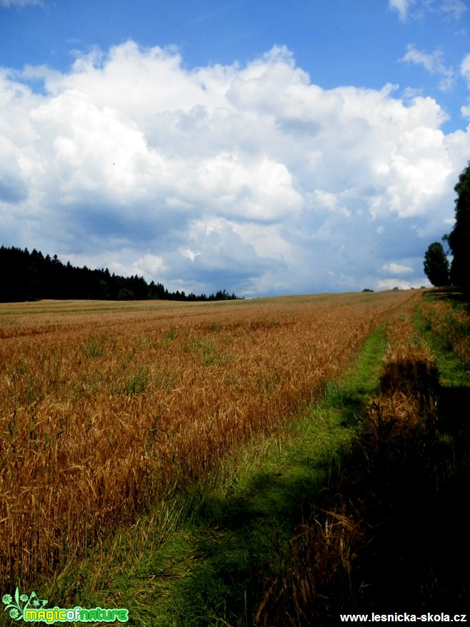 V poledním žáru léta - Foto Lída Burešová