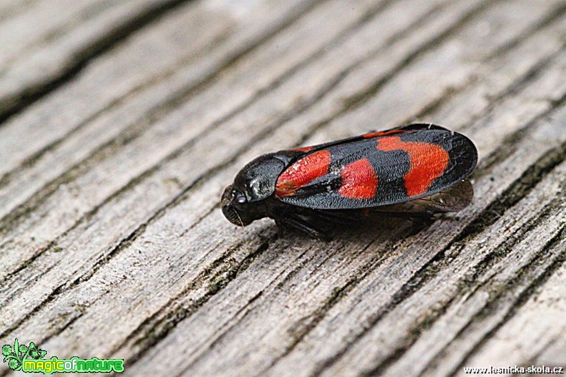 Pěnodějka červená - Cercopis vulnerata - Foto Jana Vondráčková