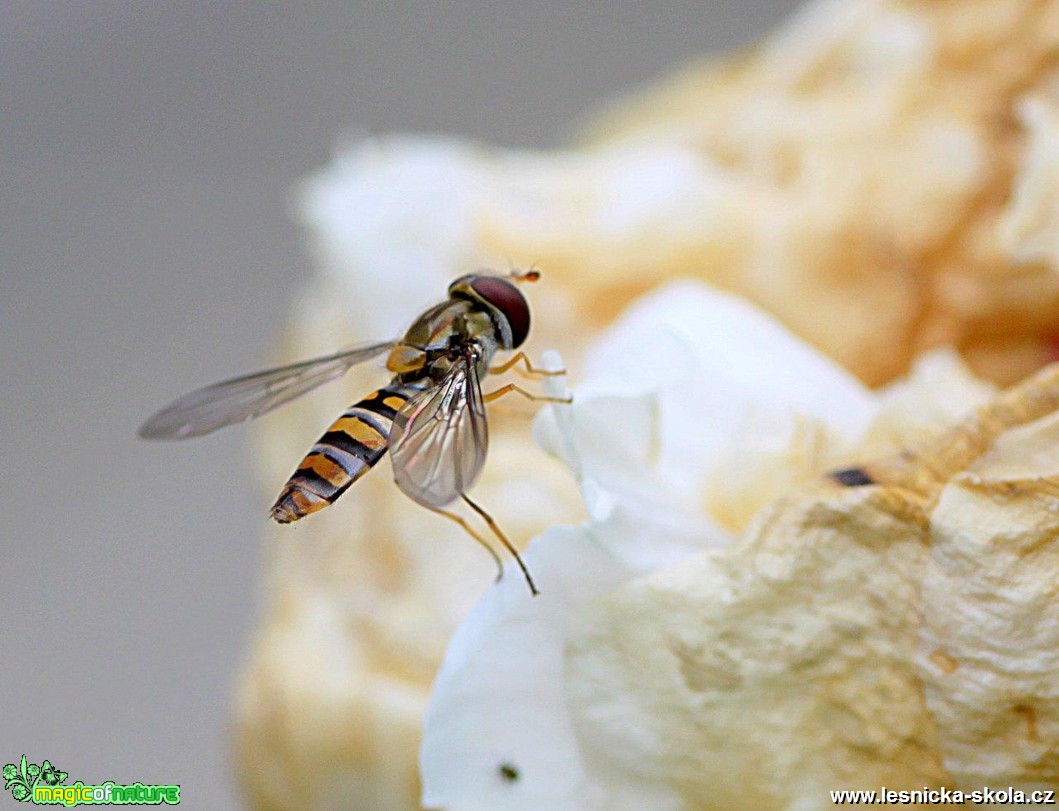 Pestřenka pruhovaná - Episyrphus balteatus - Foto Jana Vondráčková (1)