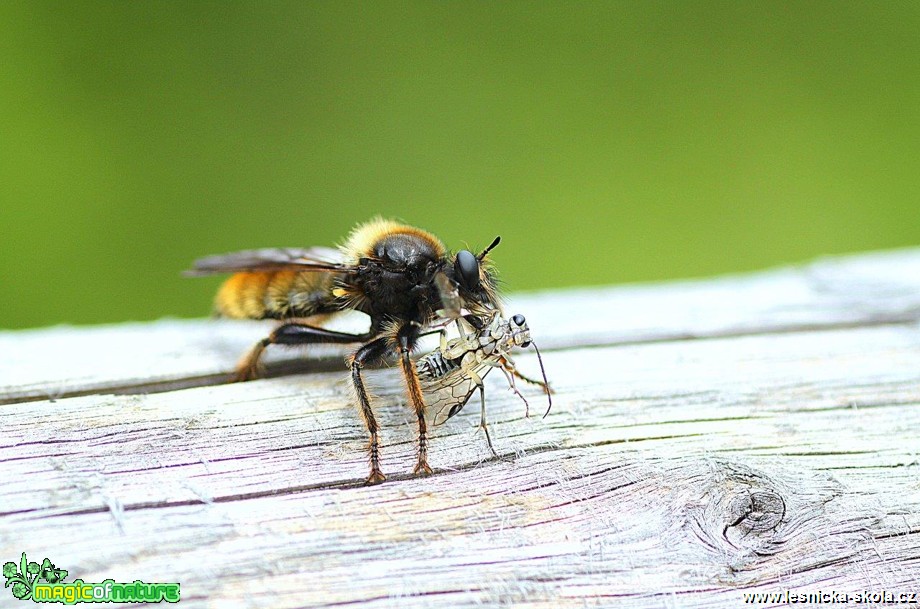 Roupec žlutý - Laphria flava - Foto Jana Vondráčková