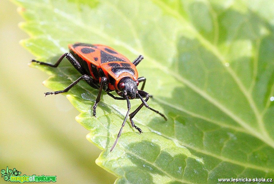 Ruměnice pospolná - Pyrrhocoris apterus - Foto Jana Vondráčková