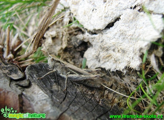 Saranče sp. - Foto Jaroslav Dlouhý