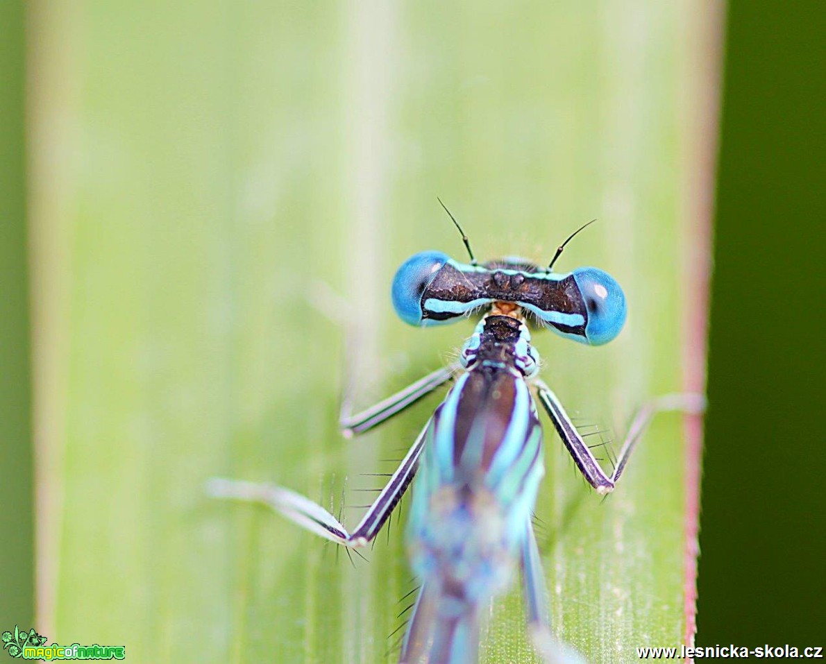 Šidélko páskované  - Coenagrion puella - Foto Jana Vondráčková