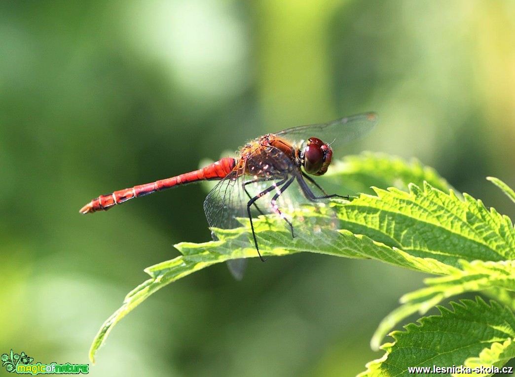 Vážka rudá - Sympetrum sanguineum - Foto Jana Vondráčková