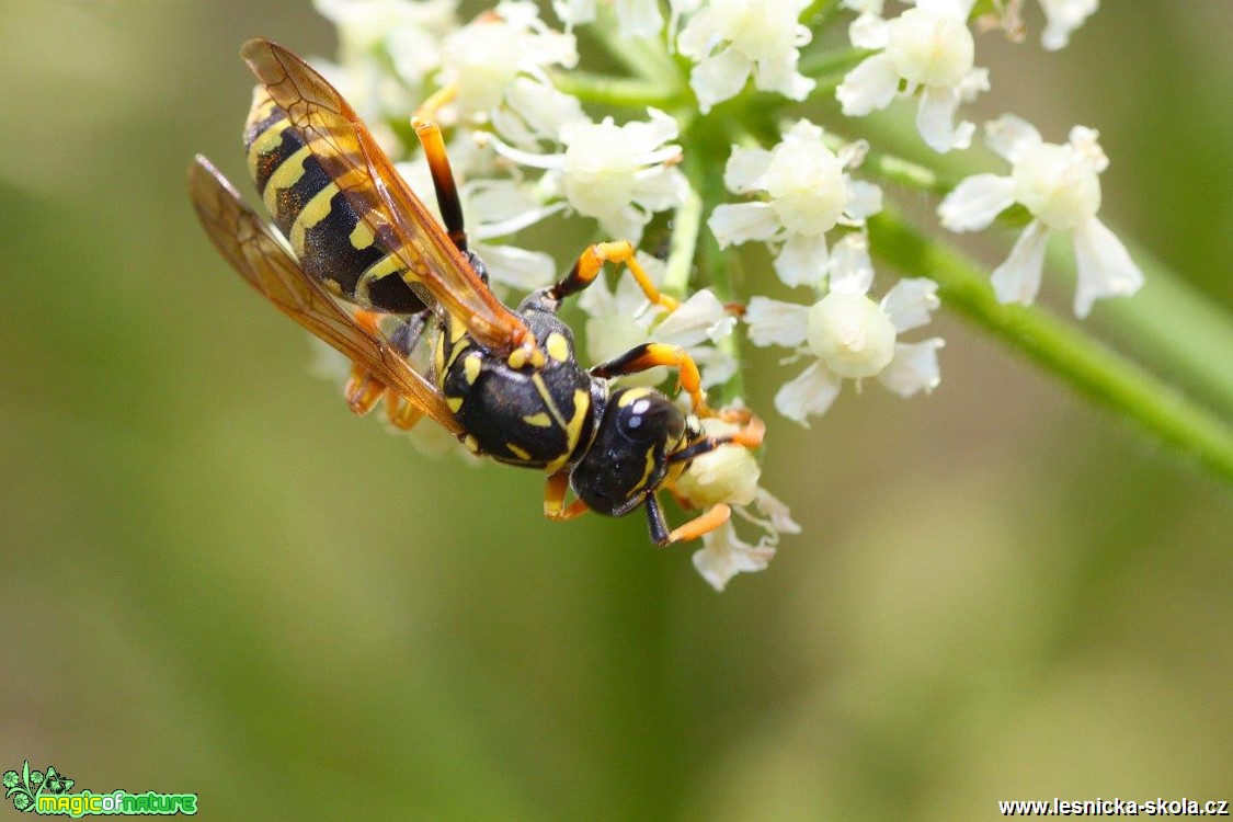 Vosík francouzský - Polistes gallicus - Foto Jana Vondráčková