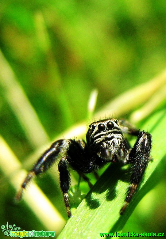 Skákavka - Foto Jaroslav Dlouhý