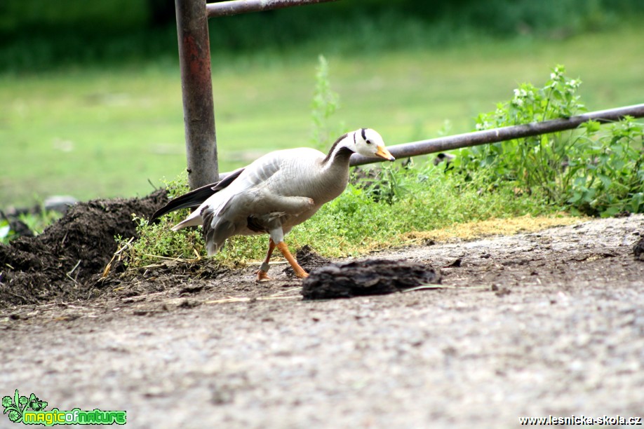 Husa tibetská - Anser indicus - Foto David Hlinka (2)