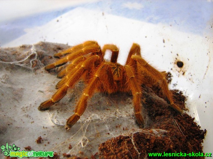 Sklípkan - Pterinochilus murinus ssp. usumbara - Foto Jaroslav Dlouhý