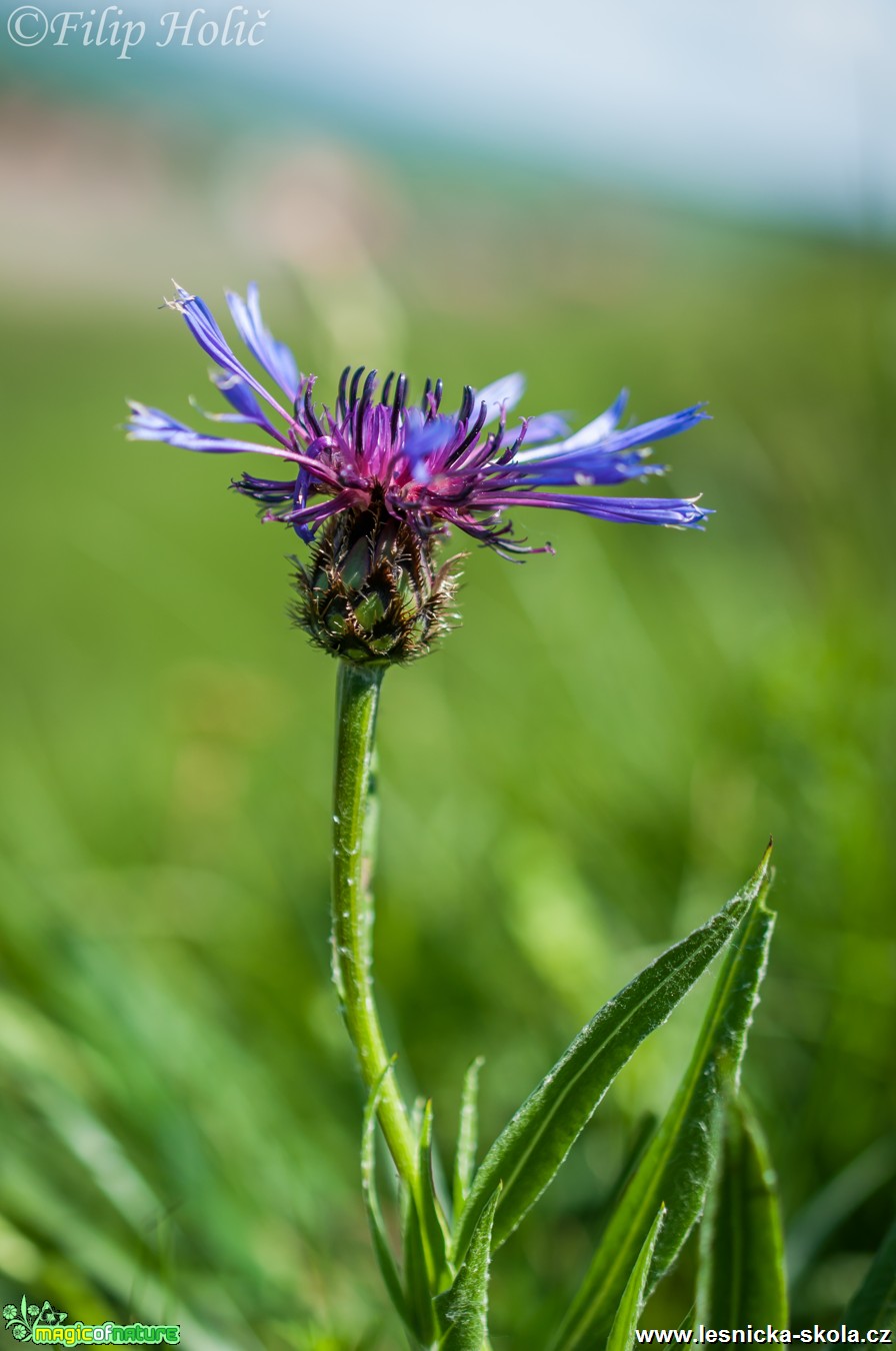 Chrpa Triumfettiho - Centaurea triumfetti - NPP Na Adámcích - Foto Filip Holič