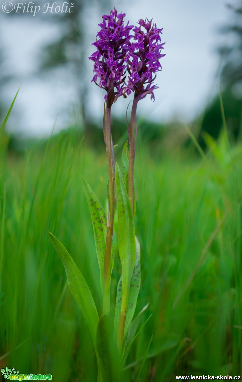 Prstnatec ašersonův - Dactylorhiza x aschersoniana - NPR Abrod - Foto Filip Holič