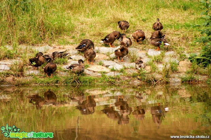 Kachna divoká - Anas platyrhynchos - Foto G. Ritschel