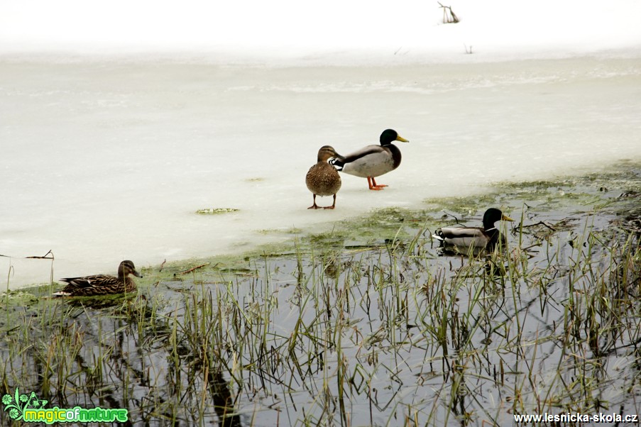 Kachna divoká - Anas platyrhynchos - Foto G. Ritschel (3)