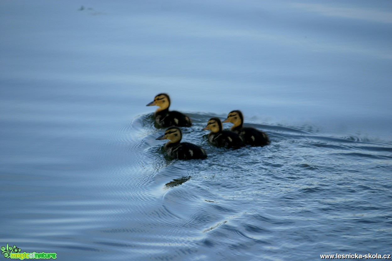 Kachna divoká - Anas platyrhynchos - Foto G. Ritschel (9)