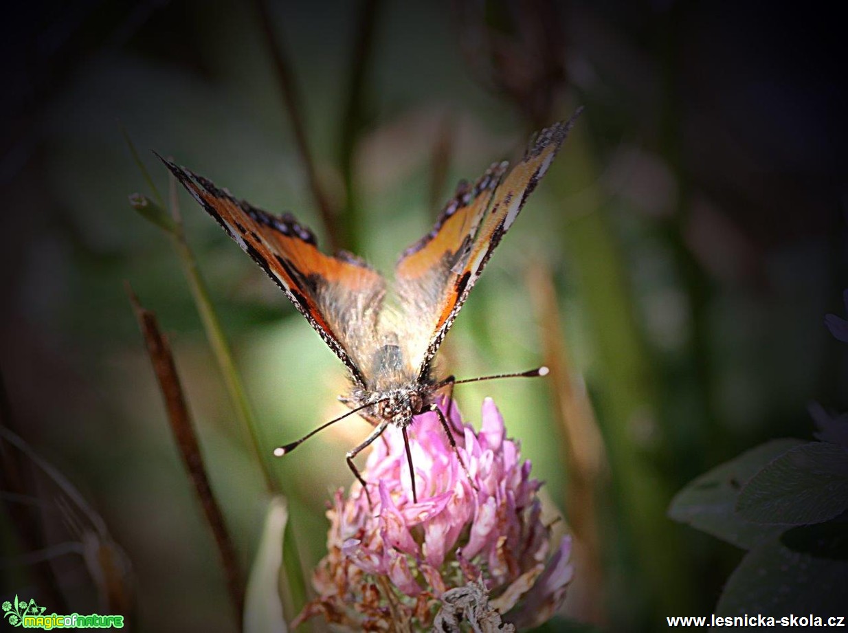 Babočka kopřivová - Aglais urticae - Foto Jana Vondráčková