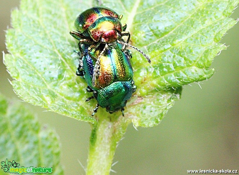 Mandelinka nádherná - Chrysolina fastuosa - Foto Jana Vondráčková (+)