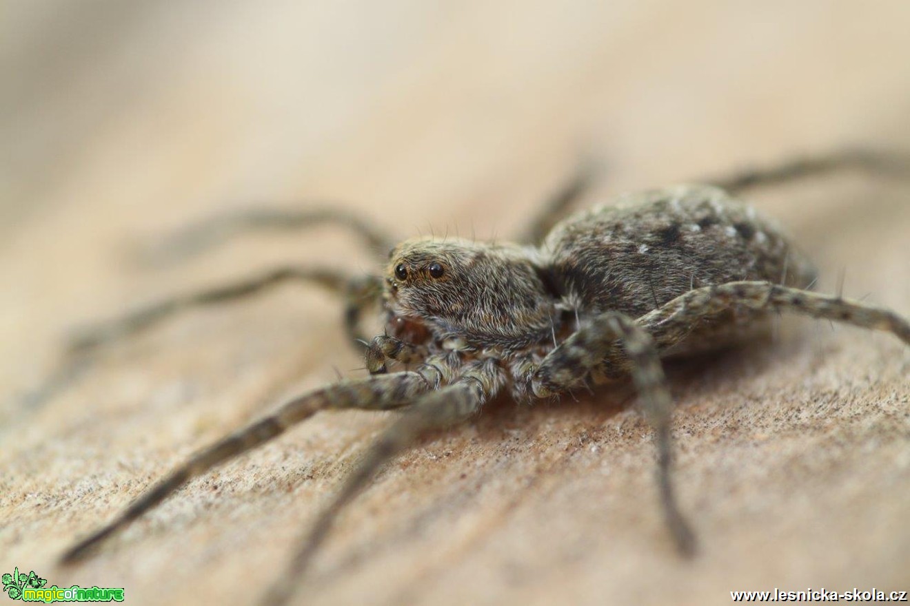 Slíďák mokřadní - Pardosa amentata - Foto Jana Vondráčková