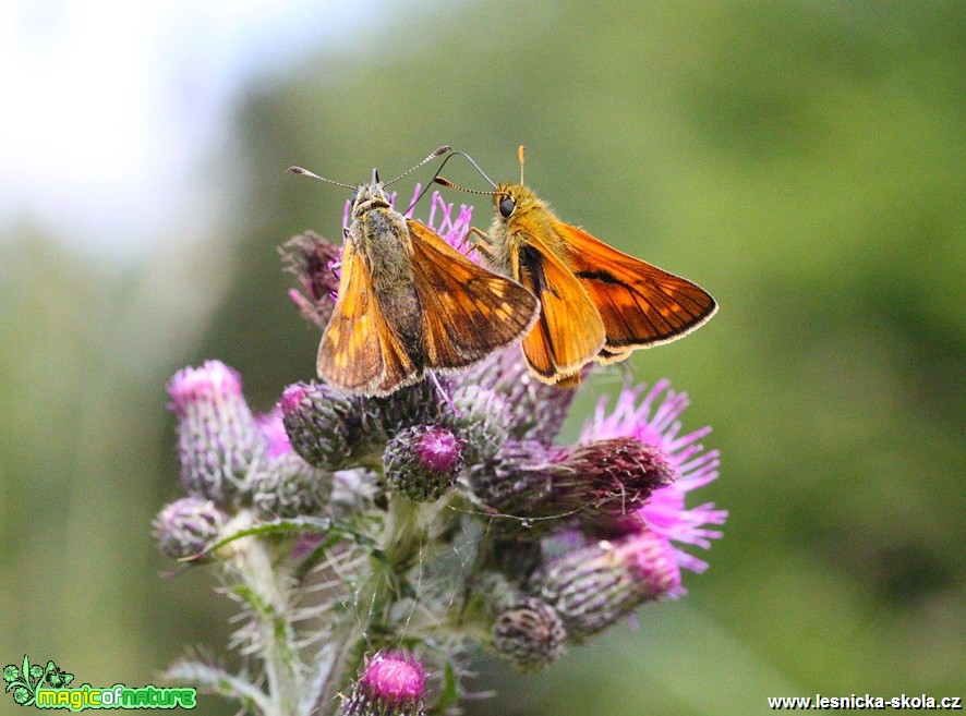 Soumračník čárkovaný -  Hesperia comma - Foto Jana Vondráčková (1)