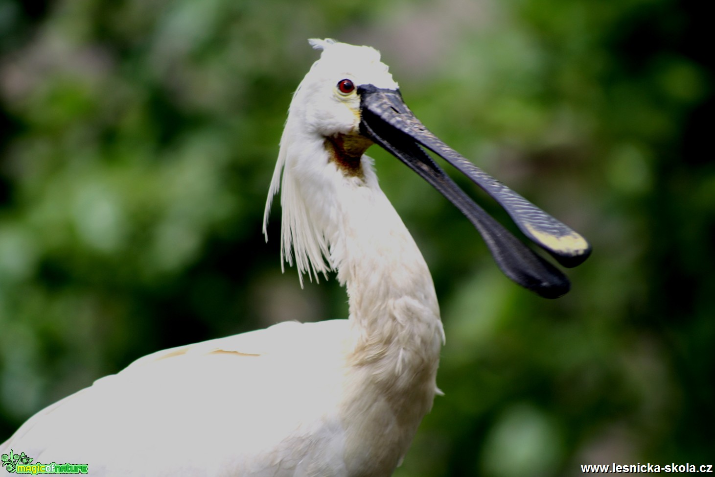 Kolpík bílý -  Platalea leucorodia - Foto David Hlinka (4)