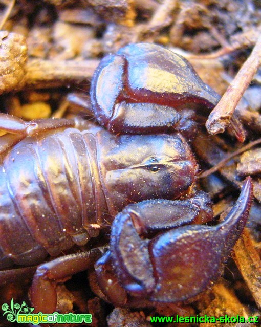 Štír italský - Euscorpius italicus - Foto Jaroslav Dlouhý