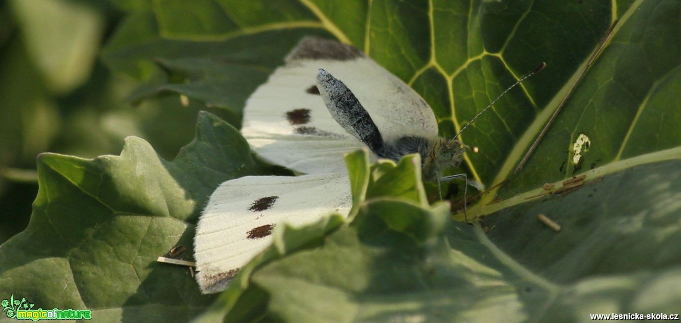 Bělásek řepový -  Pieris rapae - Foto Ladislav Jonák