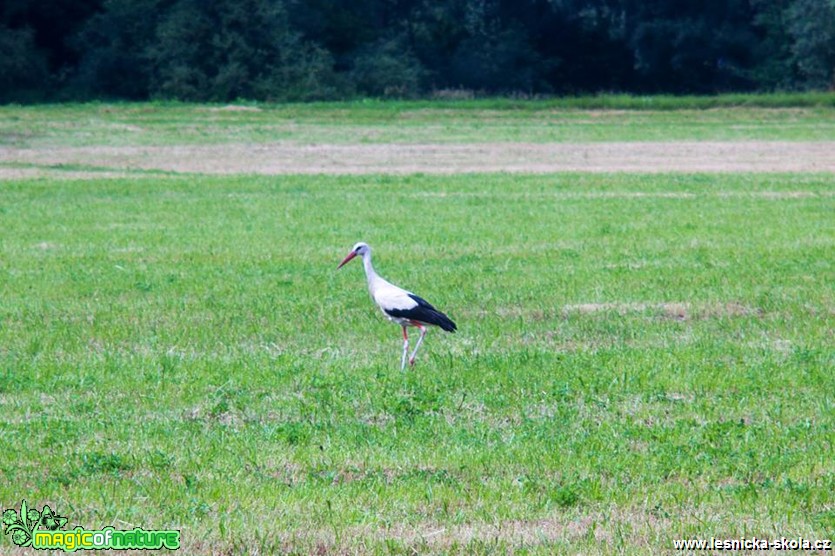 Čáp bílý - Ciconia ciconia - Foto Jan Valach