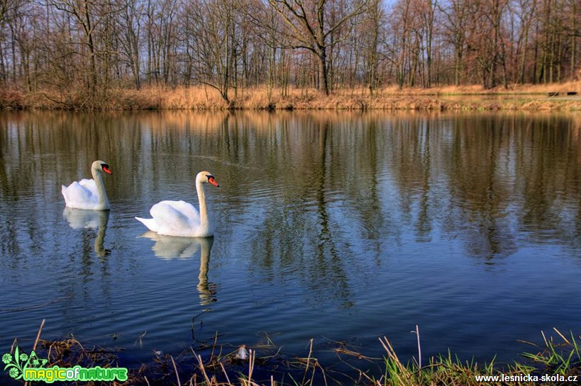 Labuť - Cygnus - Foto Jan Valach (1)