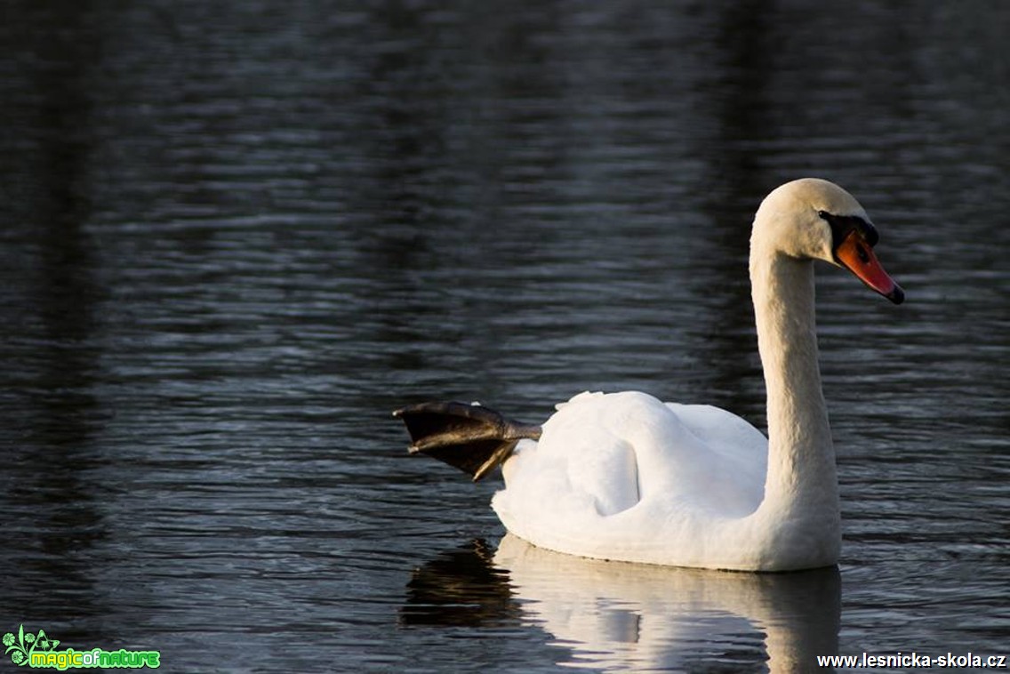 Labuť - Cygnus - Foto Jan Valach