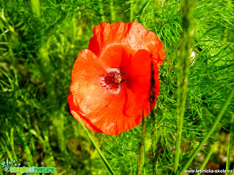 Vlkům a vlčím mákům - Foto Lída Burešová