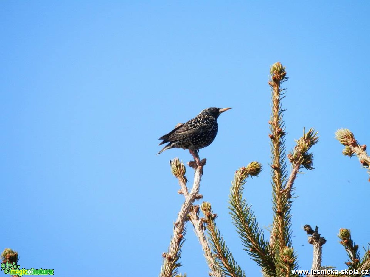 Špaček obecný - Sturnus vulgaris - Foto Lída Burešová