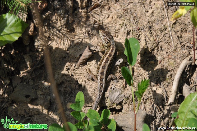 Ještěrka obecná - Lacerta agilis - Foto Pavel Chaloupka