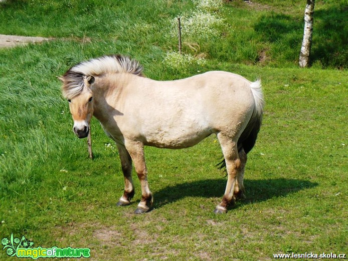 Kůň - Foto Radka Mizerová