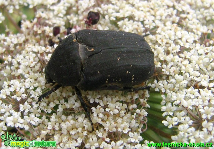 Zlatohlávek sp. - Foto Jaroslav Dlouhý