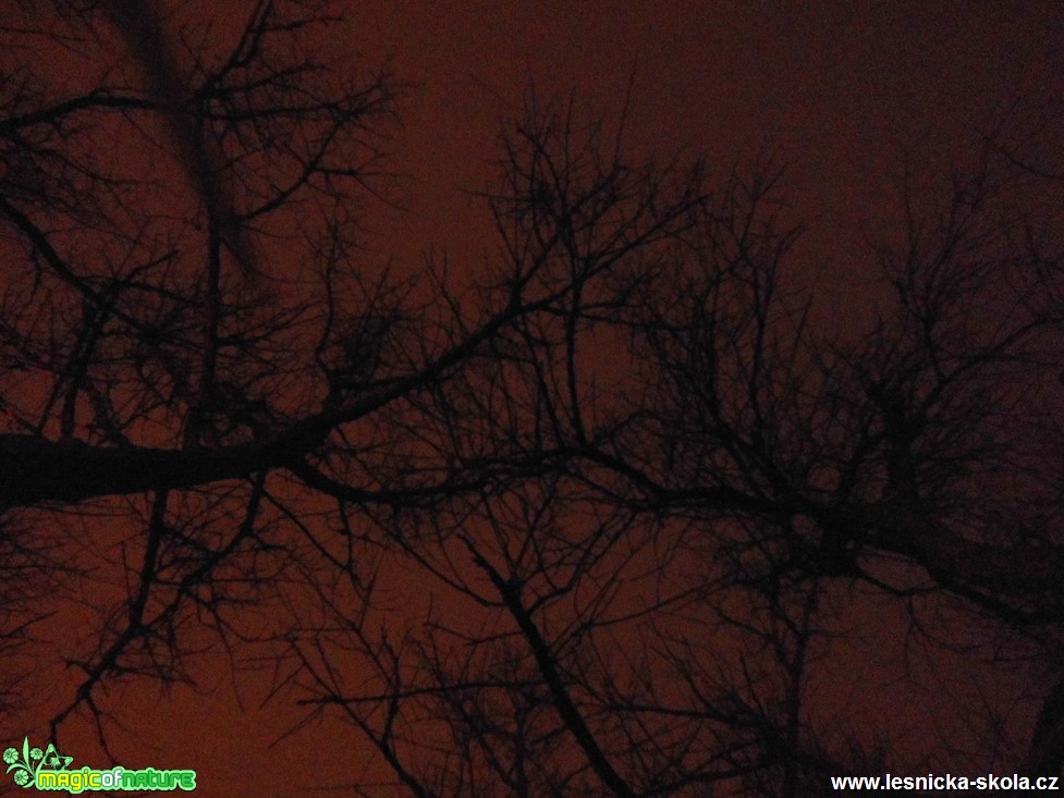 Stromy ve tmě - Foto Jiří Rýsler