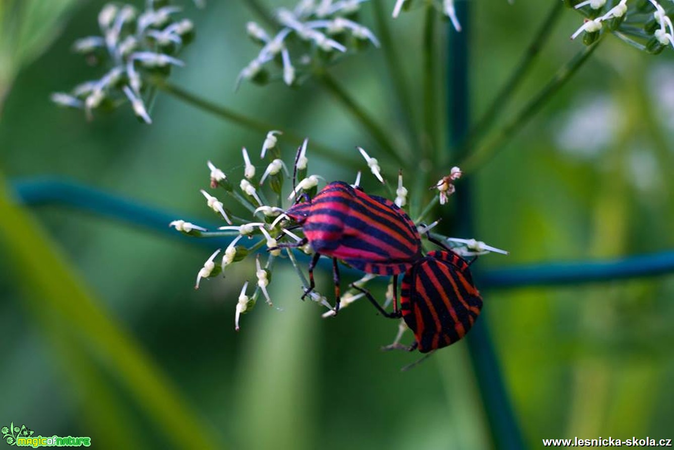 Kněžice páskovaná - Graphosoma lineatum - Foto Jan Valach