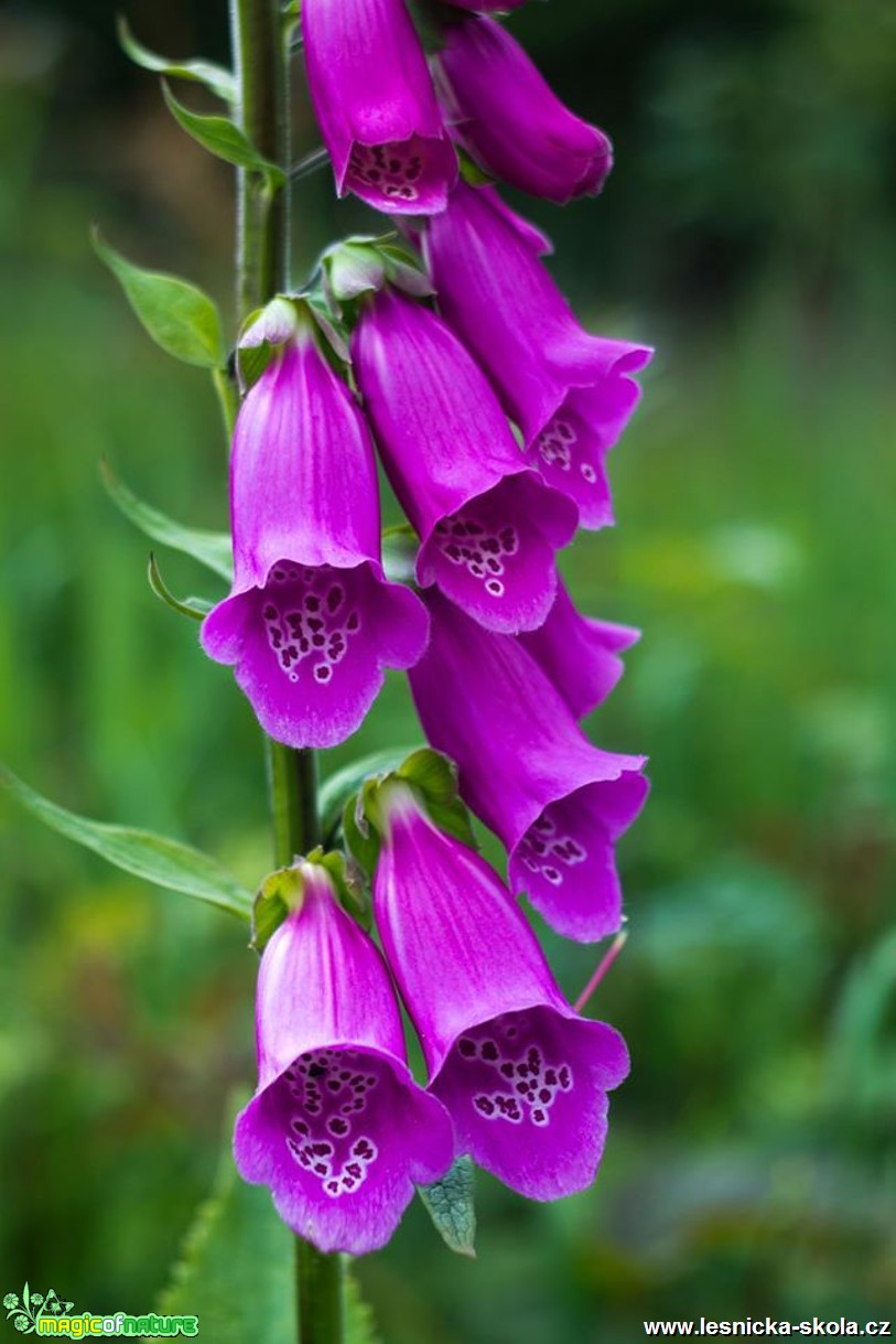 Náprstník - Digitalis - Foto Jan Valach