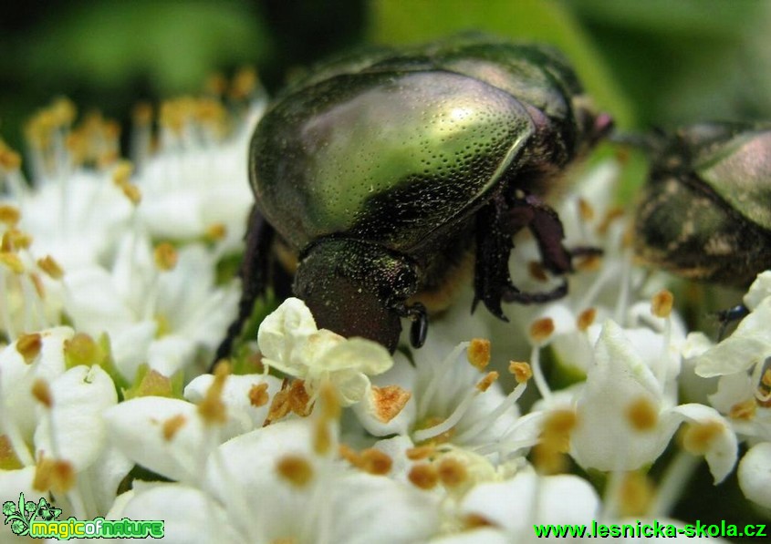 Zlatohlávek zlatý - Cetonia aurata - Foto Jaroslav Dlouhý