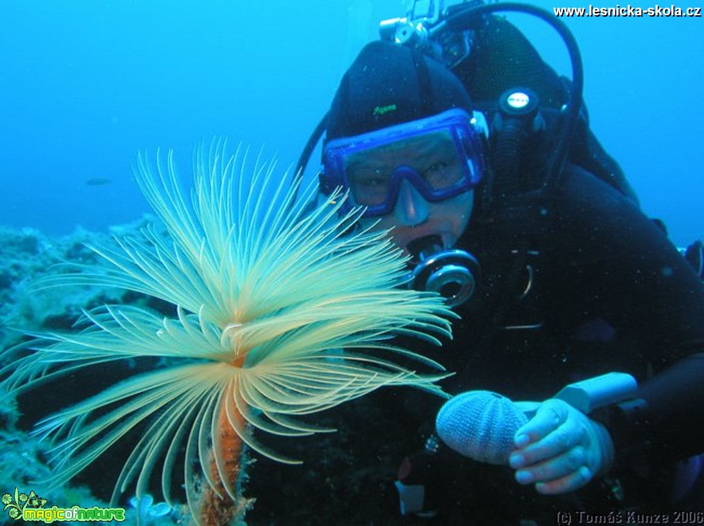 Potápění - Elba Isola - 09 2012 - Foto Tomáš Kunze  (5)