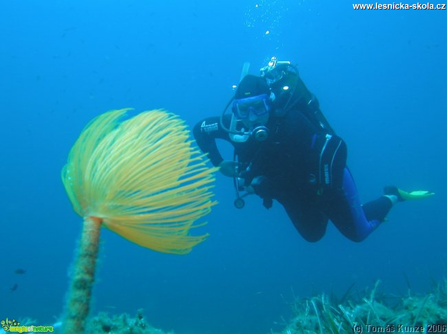 Potápění - Elba Isola - 09 2012 - Foto Tomáš Kunze  (7)