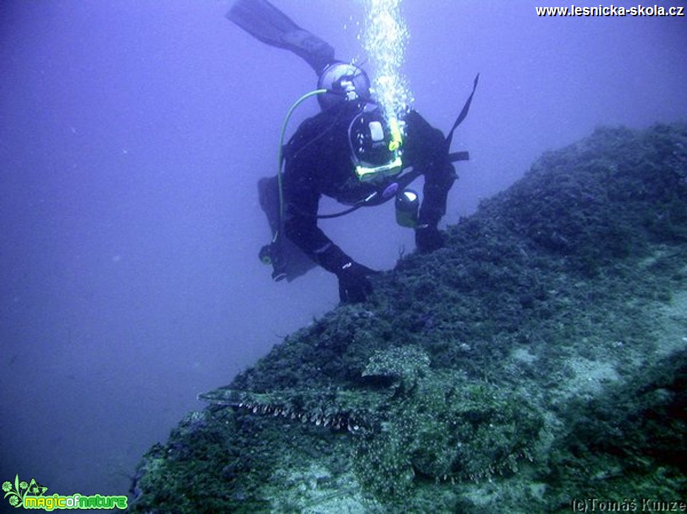 Potápění - Elba Isola - 09 2012 - Foto Tomáš Kunze  (10)