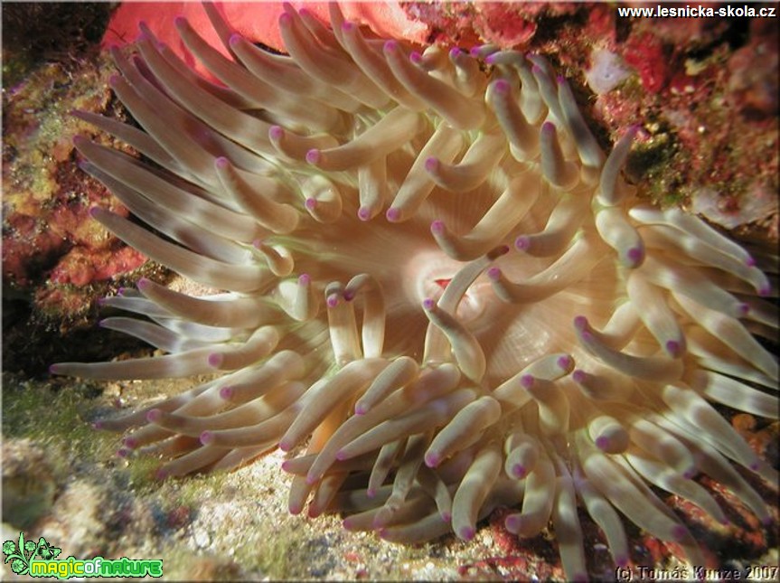 Podmořský život na Elba Isola - Foto Tomáš Kunze  (1)