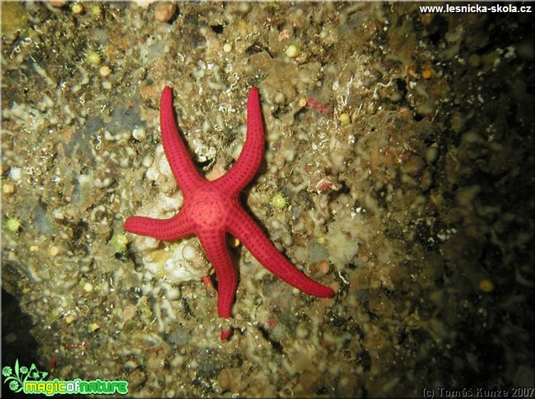 Podmořský život na Elba Isola - Foto Tomáš Kunze  (3)