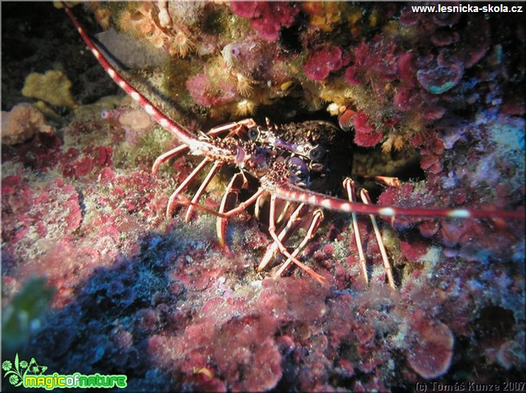 Podmořský život na Elba Isola - Foto Tomáš Kunze  (4)